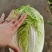 【黄心白菜】山东白菜新鲜无烧心无病虫害，净菜按需发货