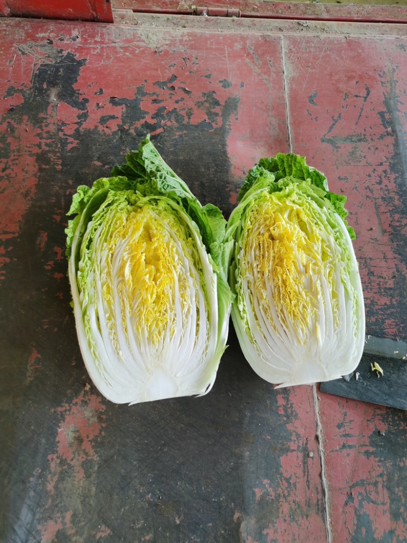 【黄心白菜】山东白菜新鲜无烧心无病虫害，净菜按需发货