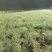 【产量高】西南大天冬，天冬苗，基地货源，价格优惠，欢迎联系