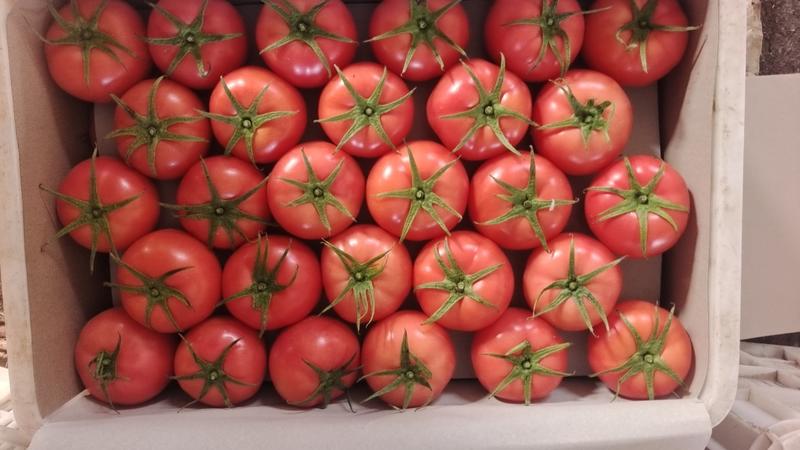 平度西红柿大量上市中，价格低迷，欢迎新老朋友骚扰
