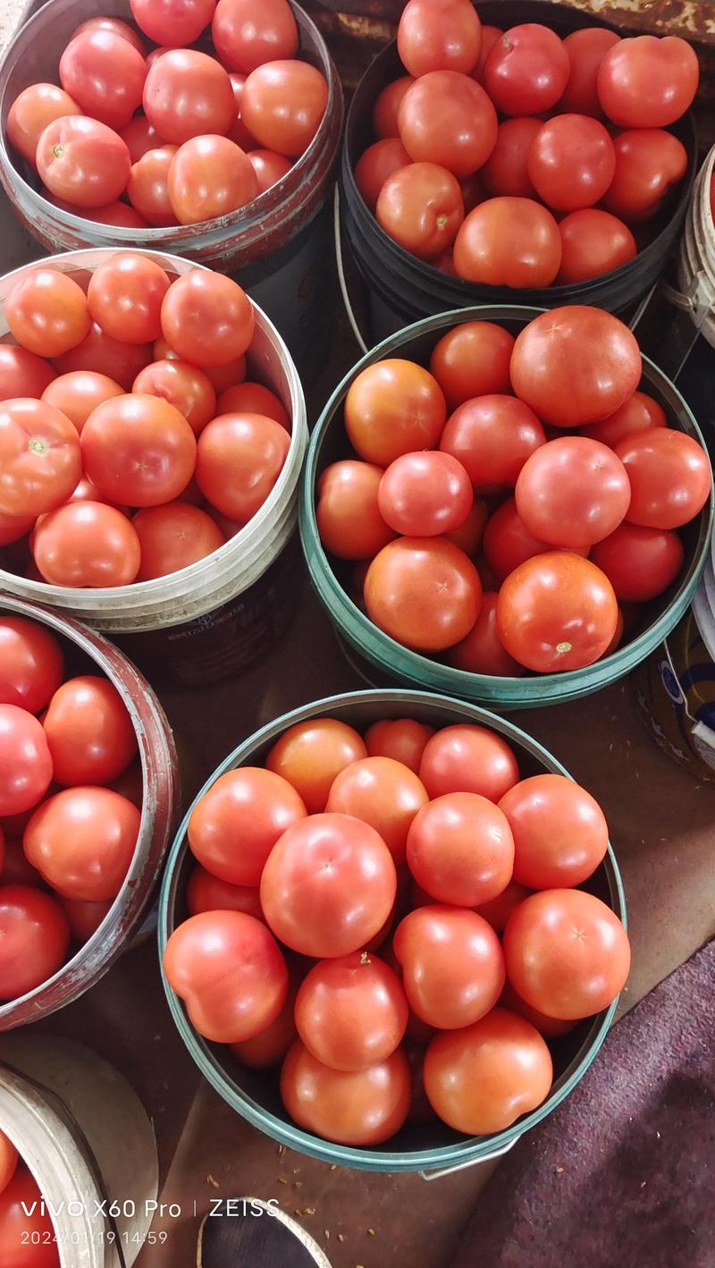 平度西红柿大量上市中，价格低迷，欢迎新老朋友骚扰