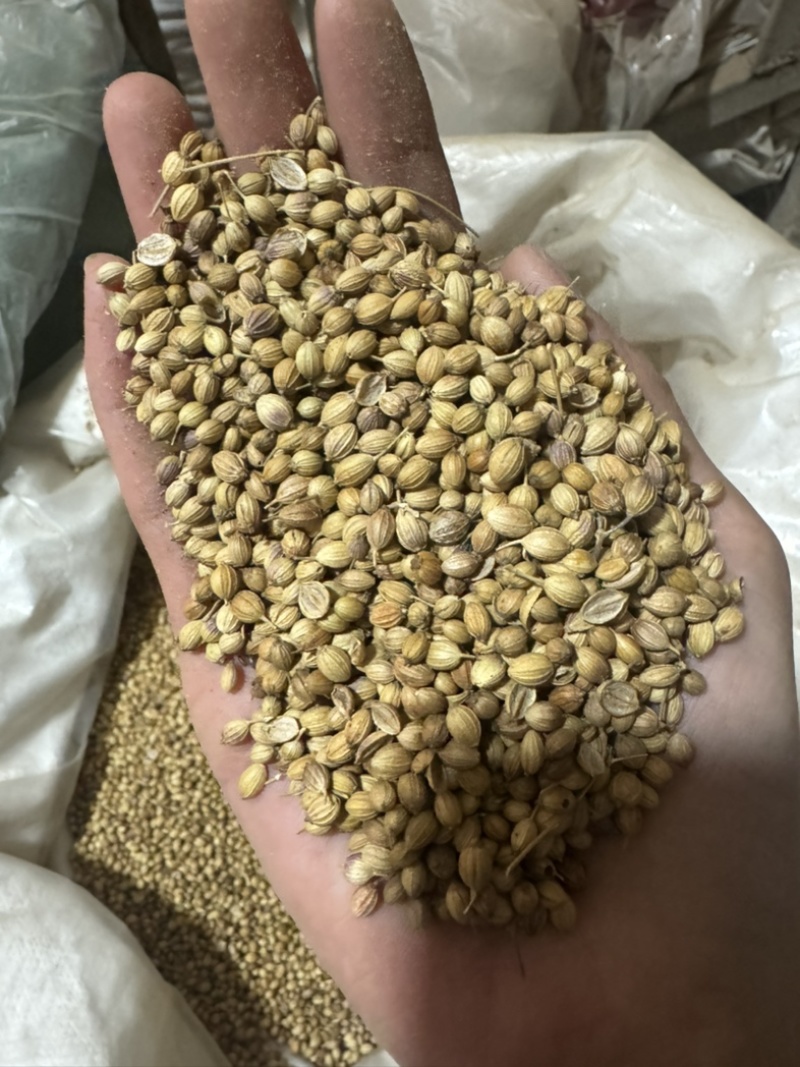 香菜籽芫荽子胡荽子香料香菜子大料香菜子非种植菜子