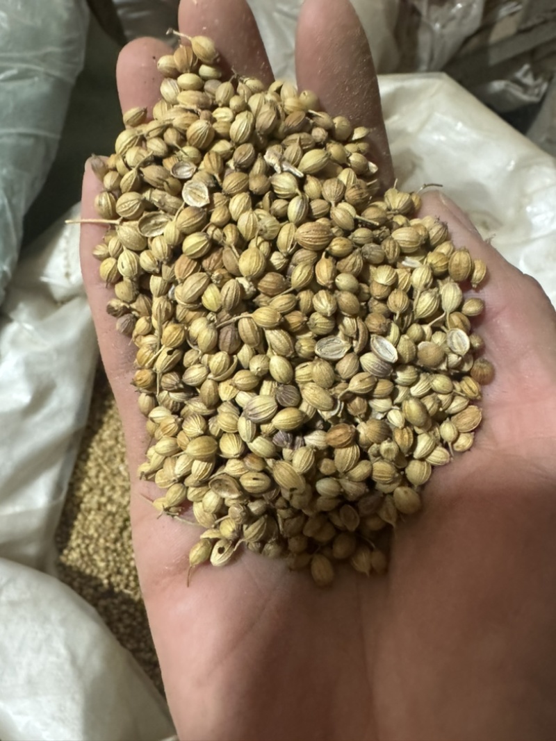 香菜籽芫荽子胡荽子香料香菜子大料香菜子非种植菜子
