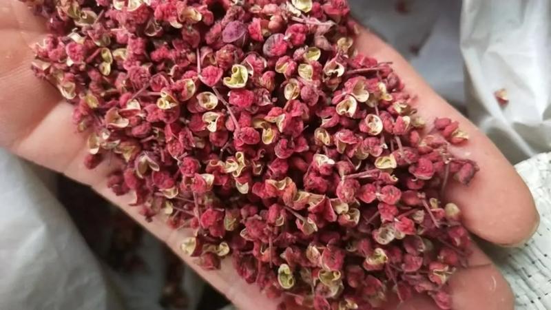 花椒四川精品花椒质量优先产地直供可视频看货
