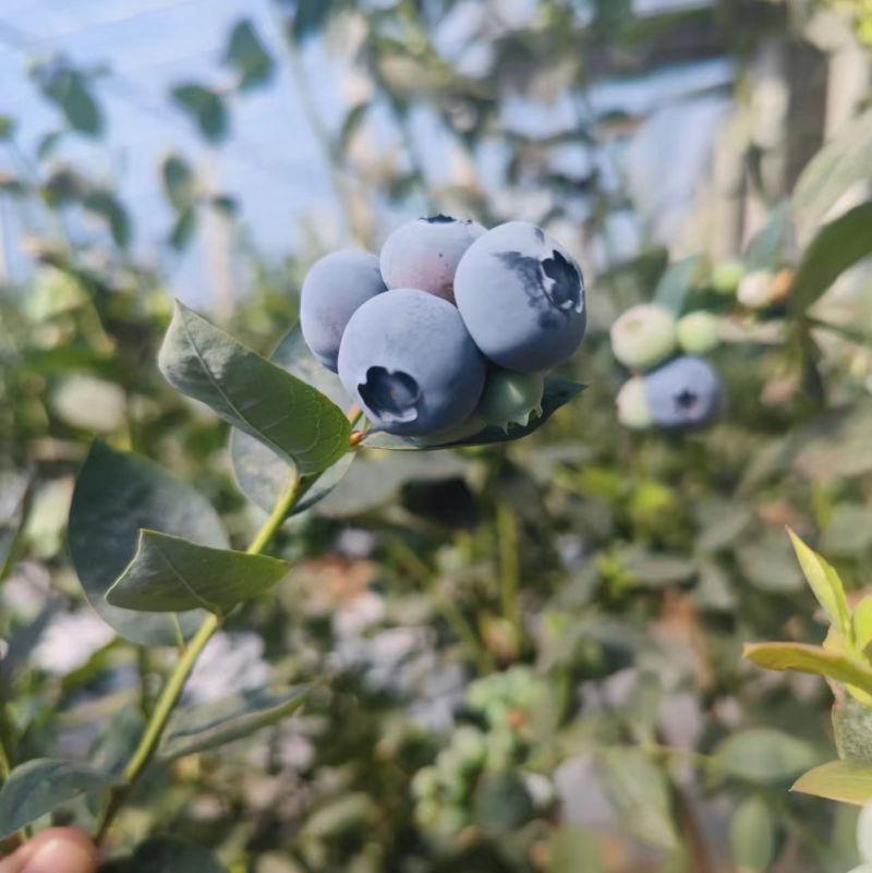 精品蓝莓产地直销量大优惠