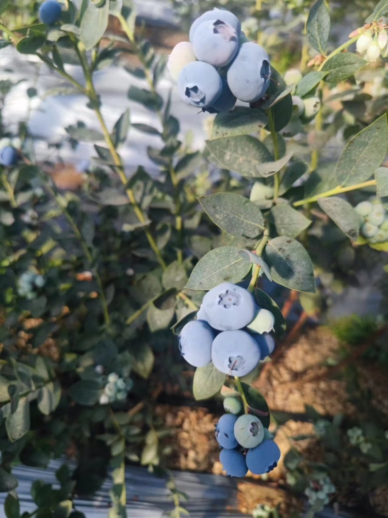 精品蓝莓产地直销量大优惠