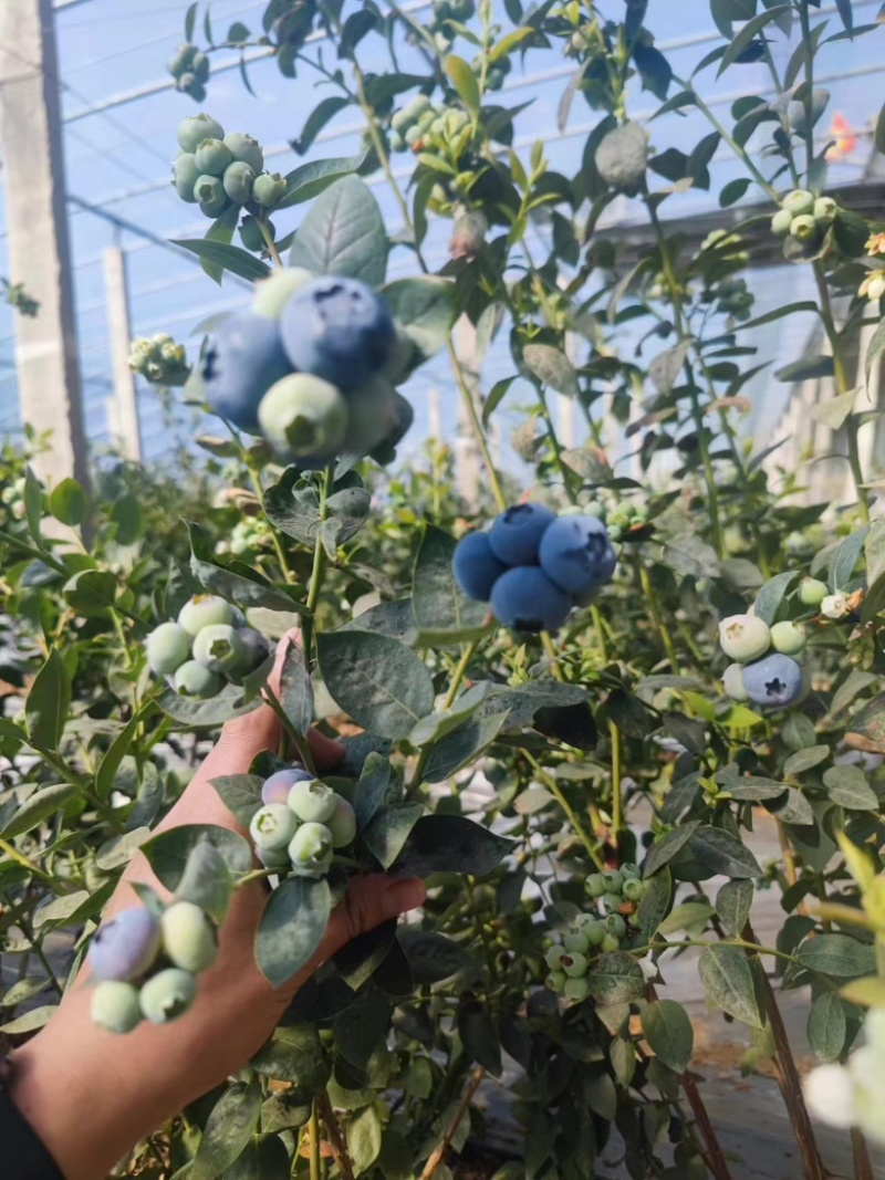 精品蓝莓产地直销量大优惠