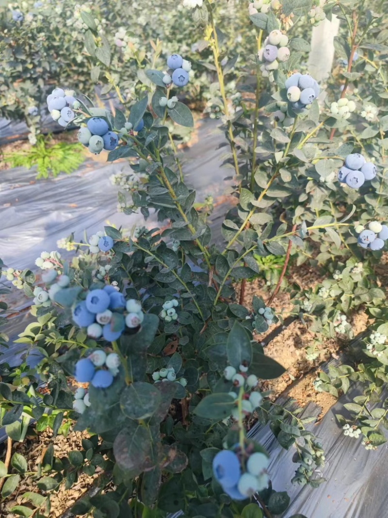 精品蓝莓产地直销量大优惠