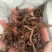骨碎补毛姜保庆药业批发骨碎补实物拍摄！