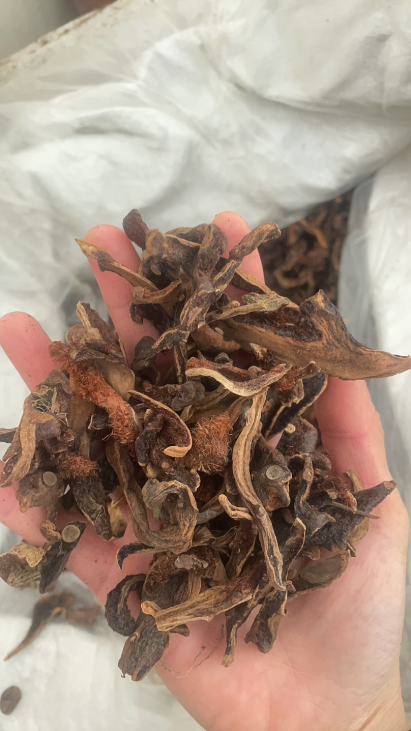 骨碎补毛姜保庆药业批发骨碎补实物拍摄！