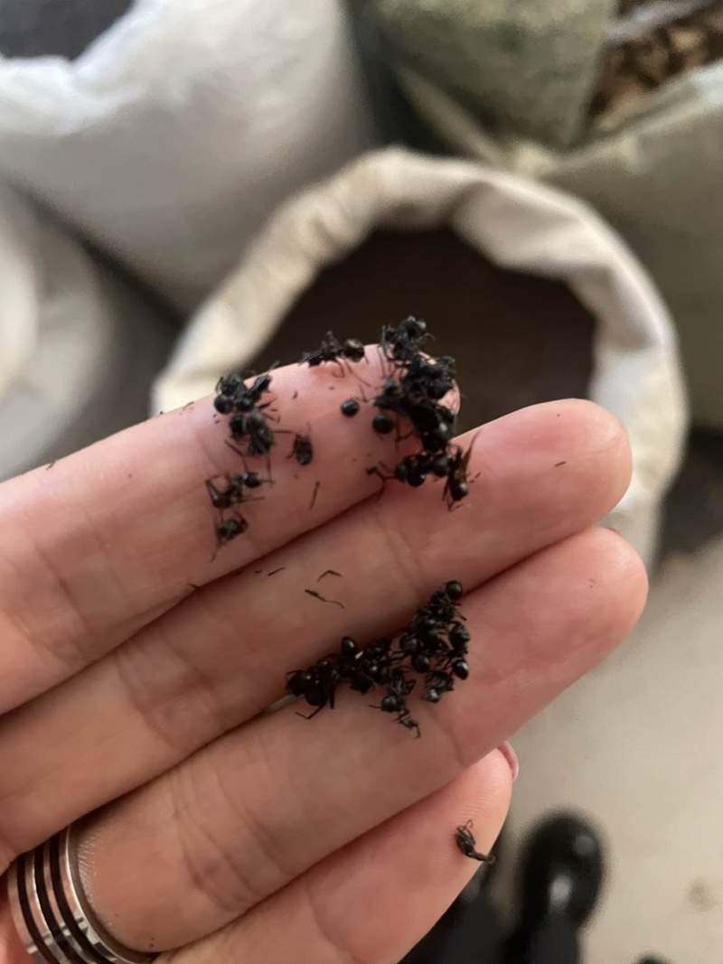黑蚂蚁蚂蚁保庆药业批发黑蚂蚁实物拍摄