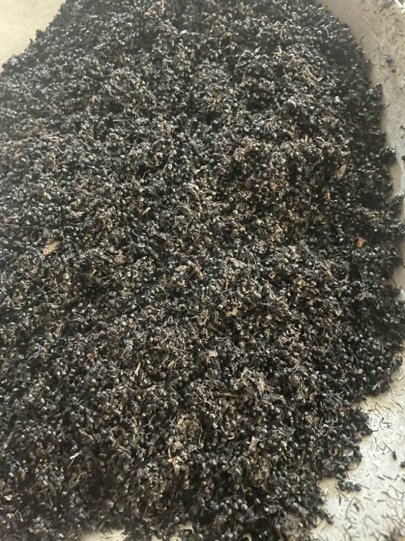 黑蚂蚁蚂蚁保庆药业批发黑蚂蚁实物拍摄