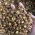 灸甘草蜜灸甘草制甘草保庆药业批发炒甘草