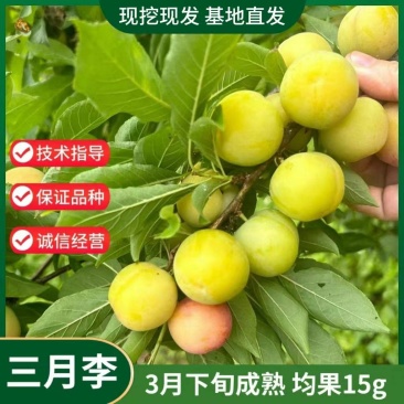 三月李新款李子树苗现挖现发当年结果纯甜好吃盆栽地栽南北方