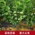 三月李新款李子树苗现挖现发当年结果纯甜好吃盆栽地栽南北方