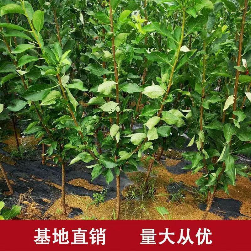 三月李新款李子树苗现挖现发当年结果纯甜好吃盆栽地栽南北方