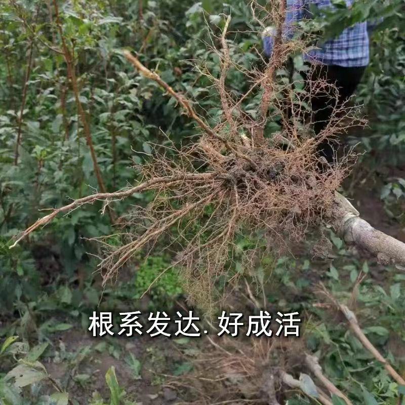 三月李新款李子树苗现挖现发当年结果纯甜好吃盆栽地栽南北方