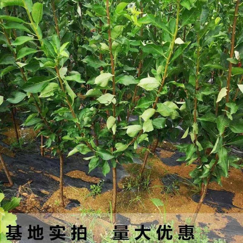 三月李新款李子树苗现挖现发当年结果纯甜好吃盆栽地栽南北方
