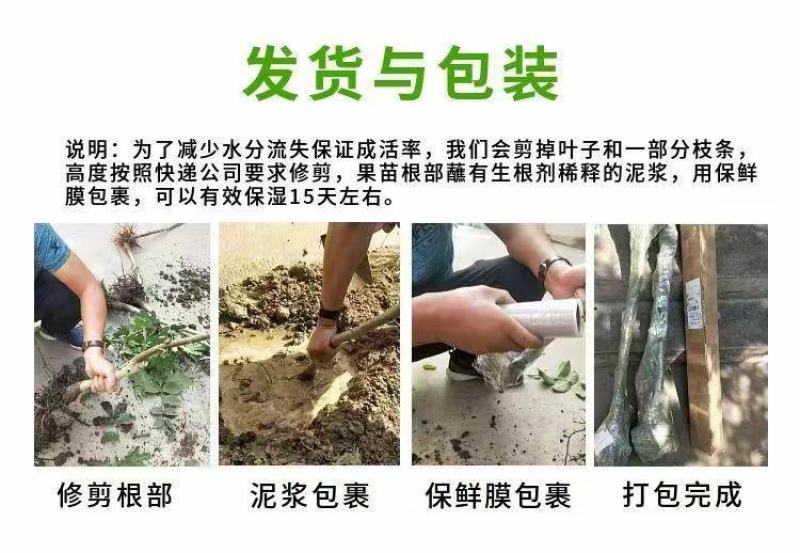 三月李新款李子树苗现挖现发当年结果纯甜好吃盆栽地栽南北方