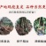 三月李新款李子树苗现挖现发当年结果纯甜好吃盆栽地栽南北方