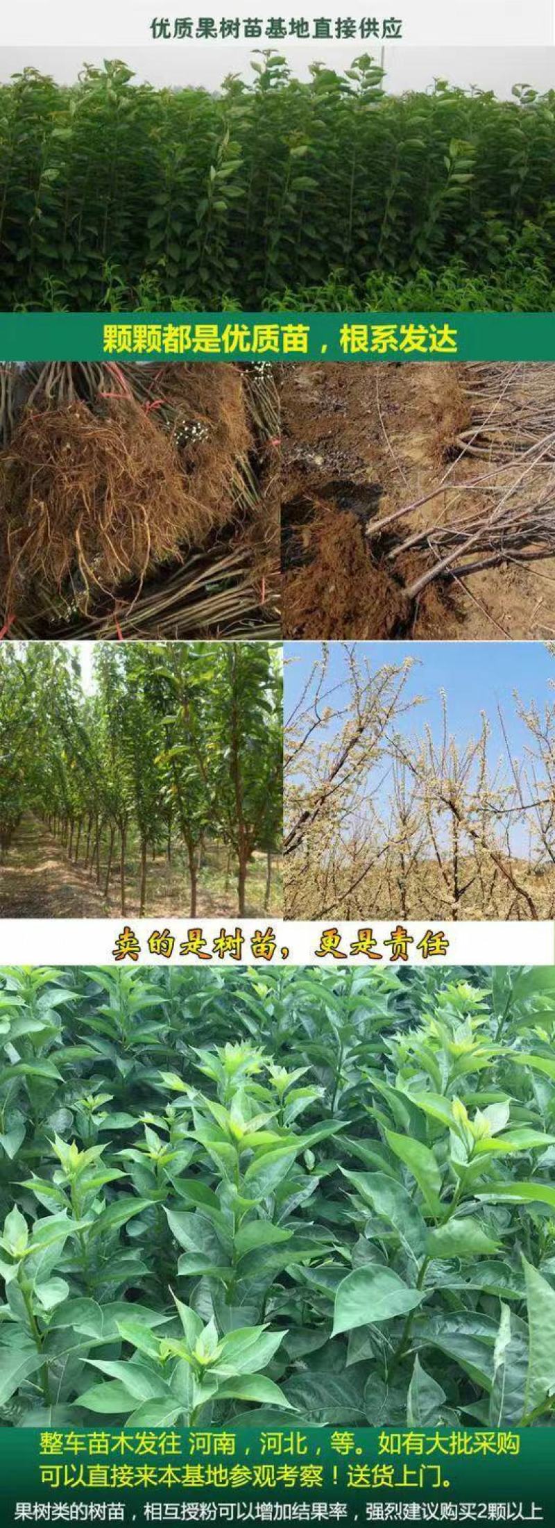 三月李新款李子树苗现挖现发当年结果纯甜好吃盆栽地栽南北方