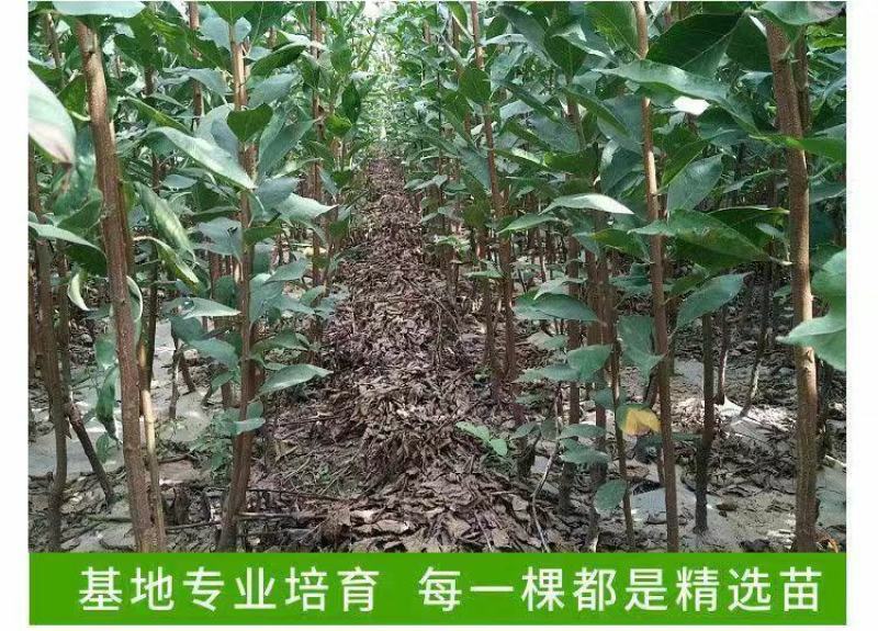 三月李新款李子树苗现挖现发当年结果纯甜好吃盆栽地栽南北方