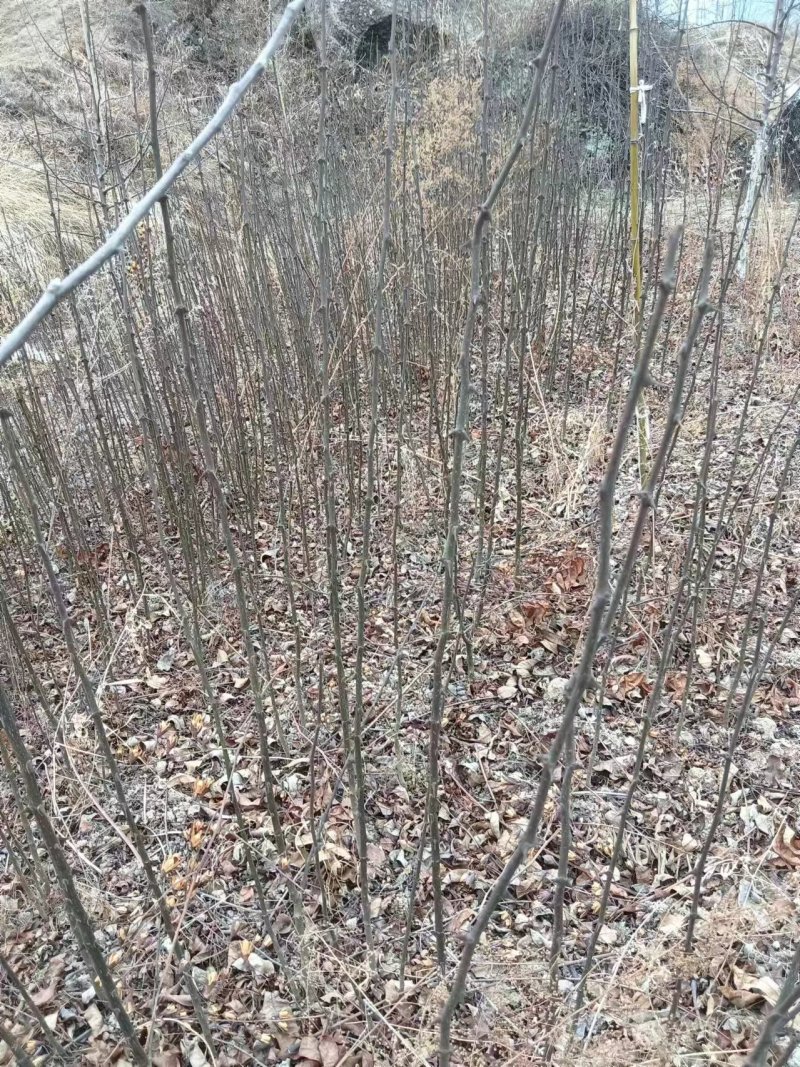 大红袍花椒苗2~3年正宗的凤县大红袍花椒苗，双耳