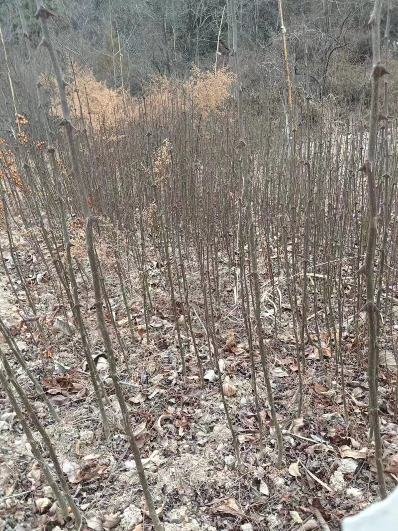 大红袍花椒苗2~3年正宗的凤县大红袍花椒苗，双耳