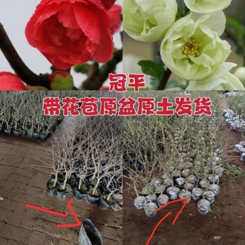 海棠盆景批发长寿冠海棠花盆栽老桩长寿冠海棠盆景耐寒耐热