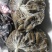 【肠类】猪特色卤小肠