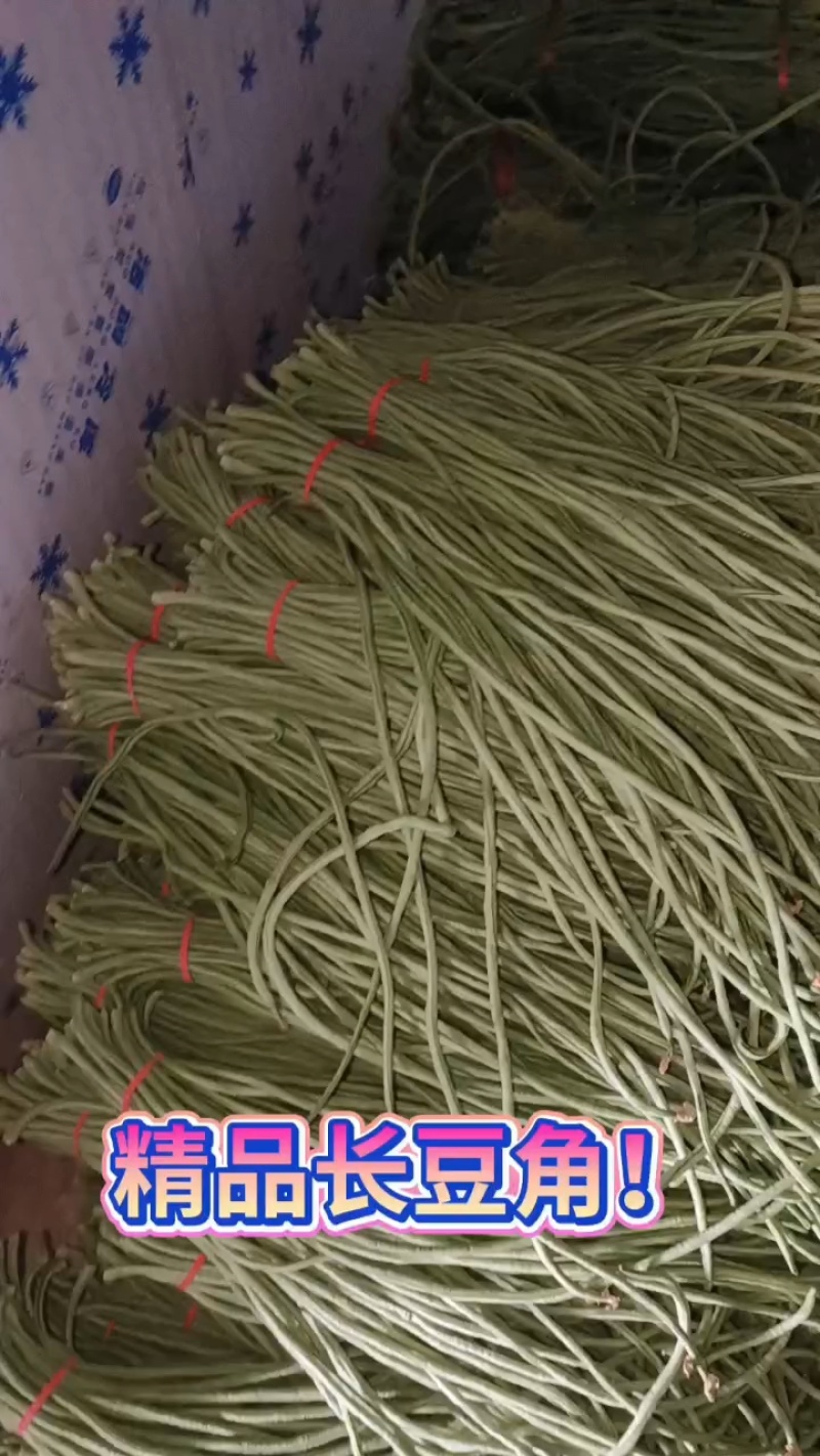 长豆角即将开始上市，质量非常好，货源稳定，欢迎致电！