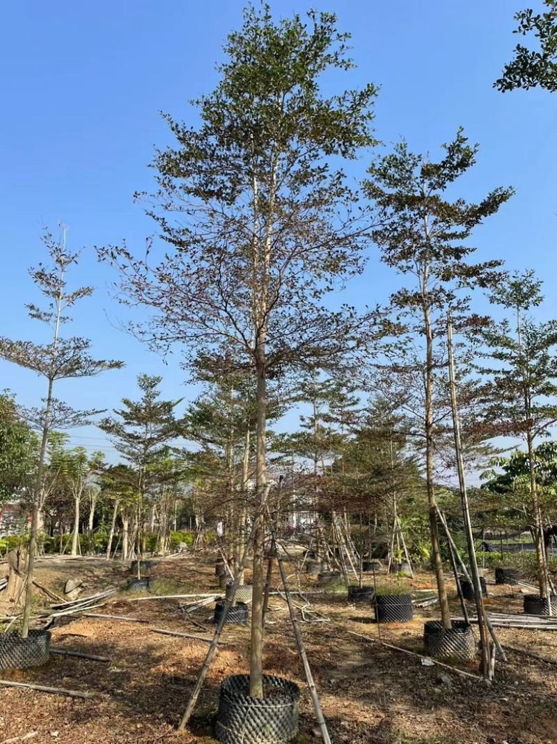 小叶榄仁