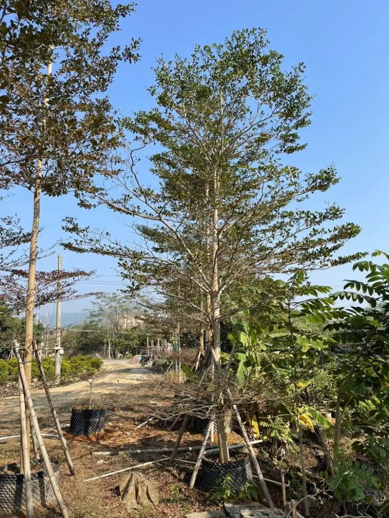 小叶榄仁