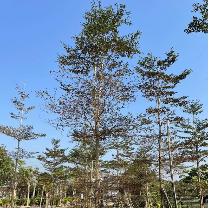 小叶榄仁