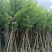 宫粉紫荆