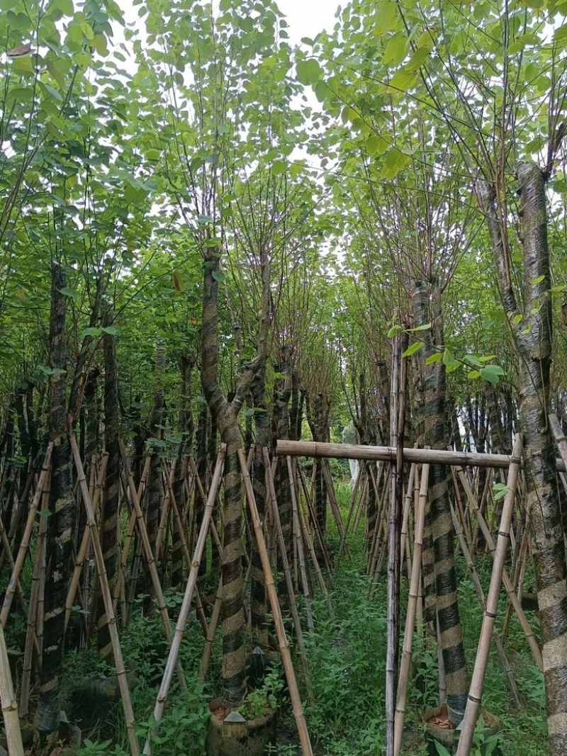宫粉紫荆