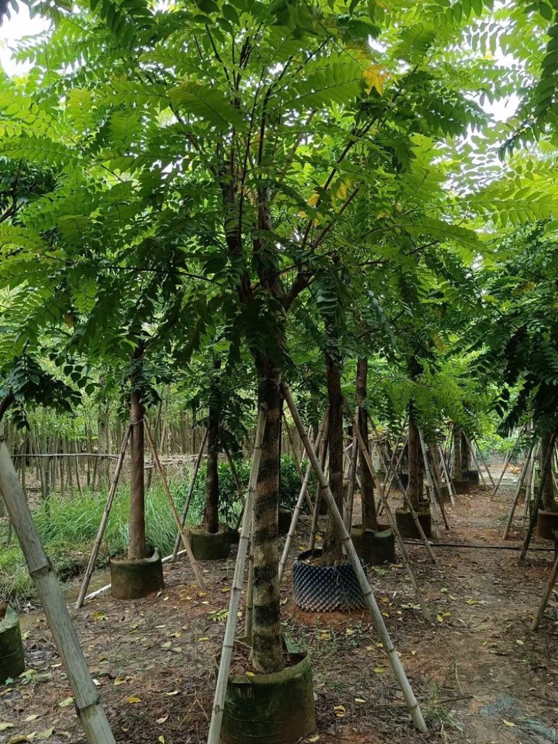 麻楝