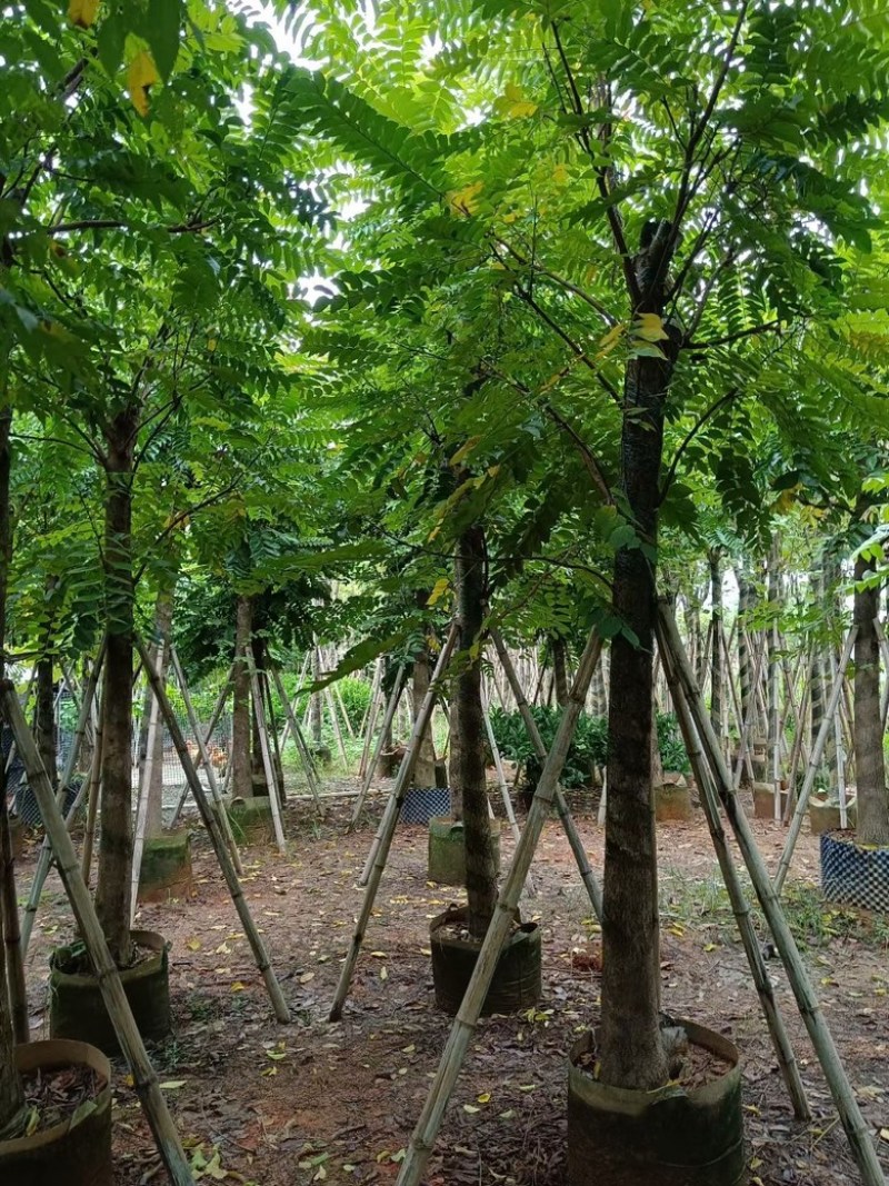 麻楝