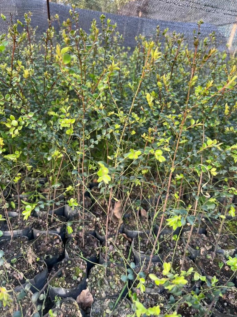 小叶紫檀