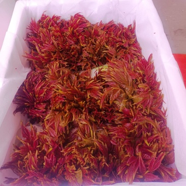 红油6号香椿芽红油香椿芽，代收，直销批发
