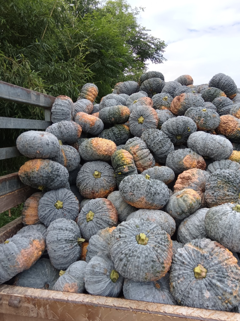 四川赖早丽南瓜鳄鱼皮南基地种植货源充足欢迎6月上市