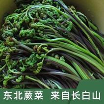 野生蕨菜
