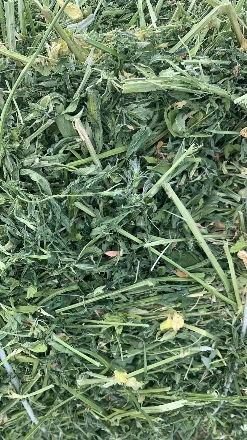 新疆伊犁紫花苜蓿草小捆专业种植紫花苜蓿草全新疆地区供应