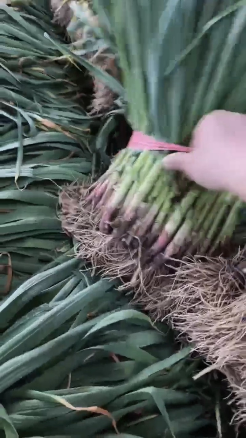优质蒜苗