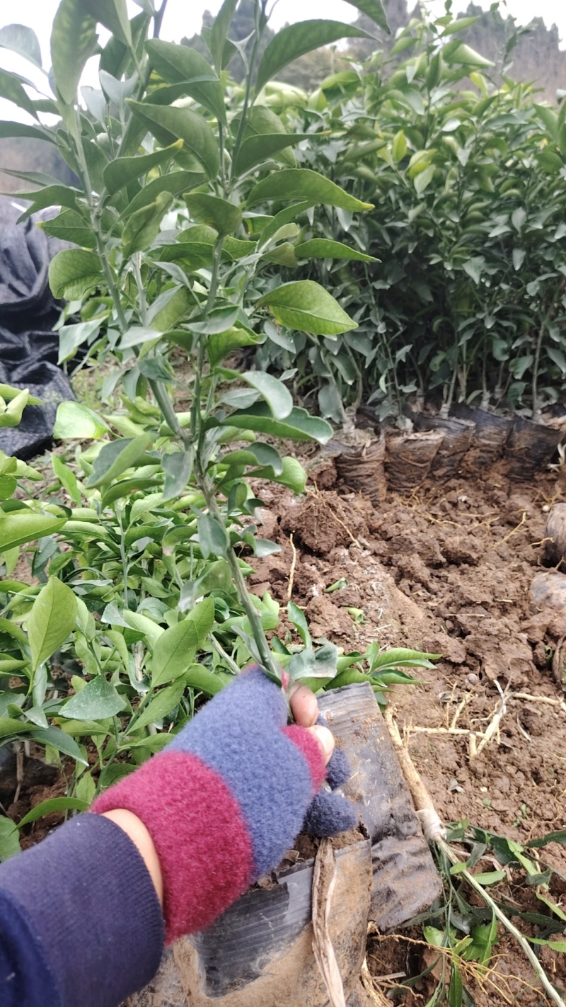 红美人，果栋橙爱媛38营养杯苗04年新货叶面青秀带分枝