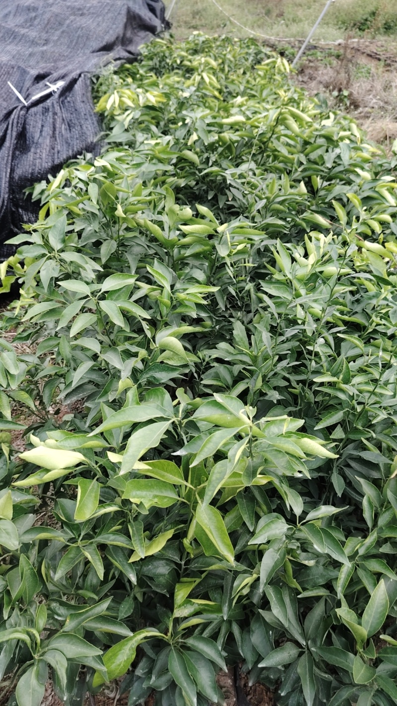 红美人，果栋橙爱媛38营养杯苗04年新货叶面青秀带分枝