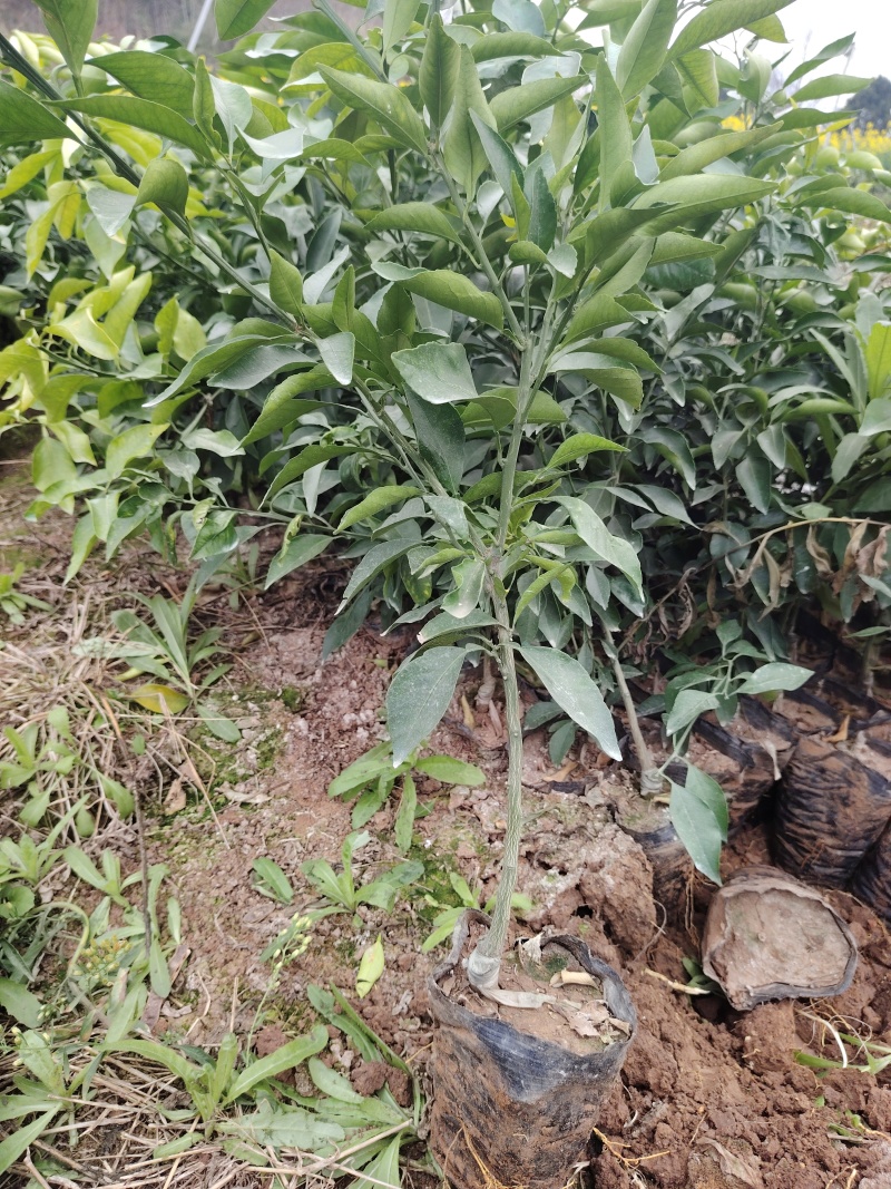 红美人，果栋橙爱媛38营养杯苗04年新货叶面青秀带分枝