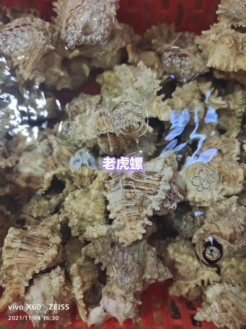 老虎螺，香螺