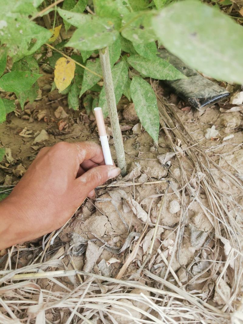 嫁接紫藤国藤小苗盆栽花园拱门爬藤植物精品老桩紫藤花树苗