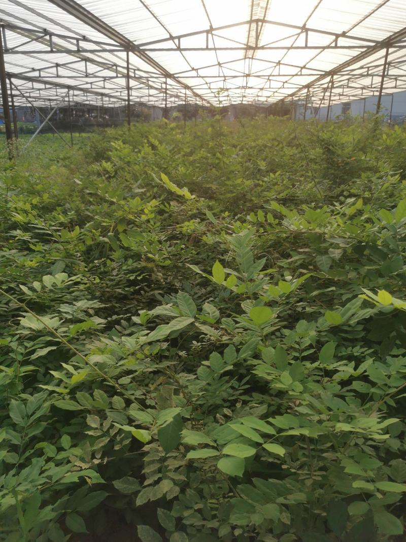 嫁接紫藤国藤小苗盆栽花园拱门爬藤植物精品老桩紫藤花树苗